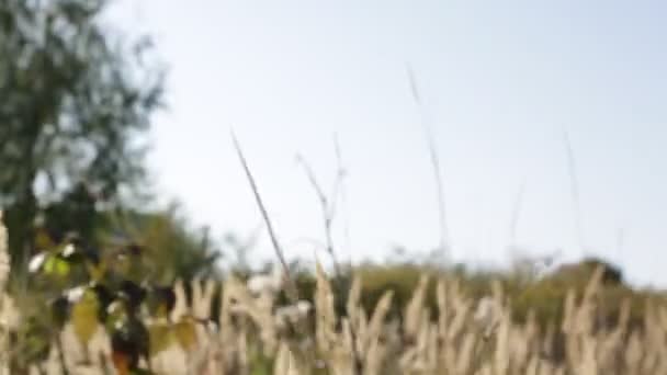 草原は高い畑の草で生い茂った 羽の草 — ストック動画