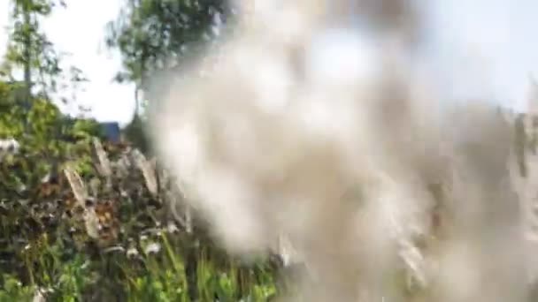 Pradera Cubierta Hierba Campo Alto Hierba Pluma — Vídeo de stock