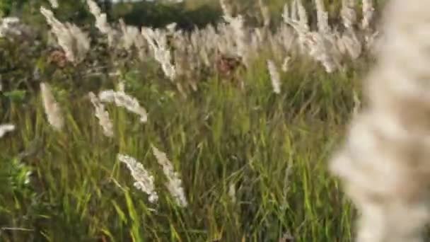 Prairie envahie par l'herbe des champs élevés. Herbe à plumes 
