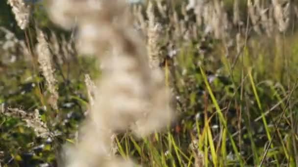 Pradera Cubierta Hierba Campo Alto Hierba Pluma — Vídeos de Stock