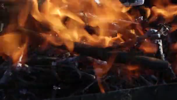 Fuego Bosque Quema Ramas Árboles Leña — Vídeo de stock