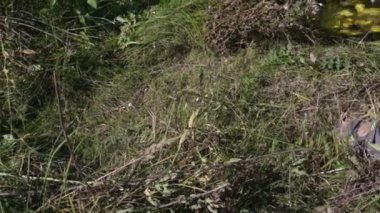 Çim düzeltici. Çim biçme makinesi kırsal kesimde ot ve çalı biçiyor