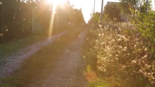 Insekten Schwärmen Den Strahlen Der Untergehenden Sonne Sommerabend Die Grelle — Stockvideo