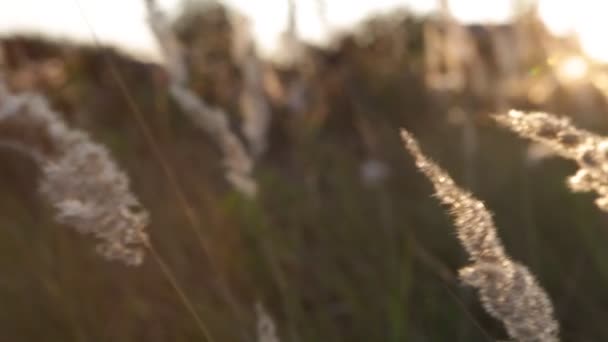 Platteland Hoog Gras Wild Veld Stralen Van Ondergaande Zon Zon — Stockvideo