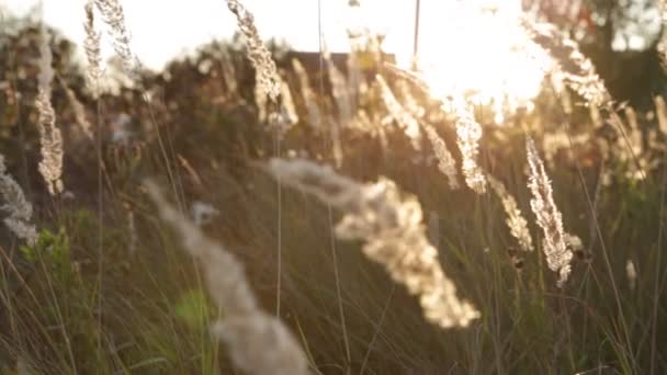 高高的草 夕阳的光线中的野场 太阳眩光 — 图库视频影像