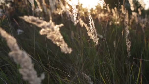 Platteland Hoog Gras Wild Veld Stralen Van Ondergaande Zon Zon — Stockvideo