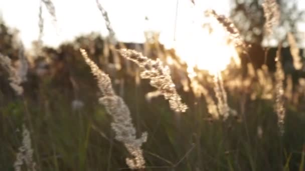 高高的草 夕阳的光线中的野场 太阳眩光 — 图库视频影像