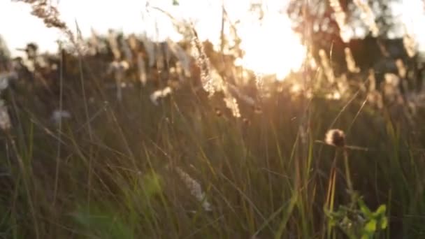 Platteland Hoog Gras Wild Veld Stralen Van Ondergaande Zon Zon — Stockvideo