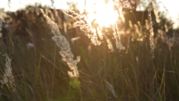 Campo Grama Alta Campo Selvagem Nos Raios Sol Poente Brilho — Vídeo de Stock