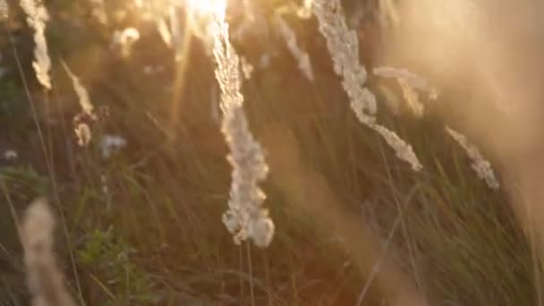 À la campagne. Grande herbe. Champ sauvage dans les rayons du soleil couchant. Éblouissement du soleil .