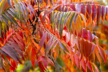 Parlak arka plan düşmüş sonbaharında yapılan bırakır