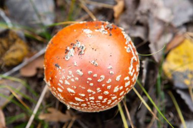 Sonbahar ormanı arka planında çimlerde zehirli ve halüsinojen mantarlar uçuşuyor. Kırmızı zehirli Amanita Muscaria mantar makrosu doğal ortamda yakınlaşır. İlham verici doğal sonbahar manzarası