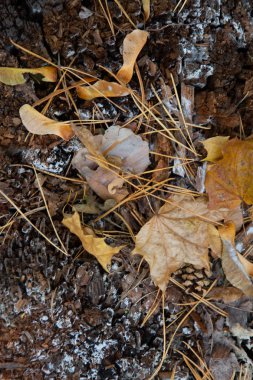 Parlak arka plan düşmüş sonbaharında yapılan bırakır