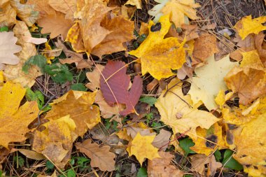 Parlak arka plan düşmüş sonbaharında yapılan bırakır