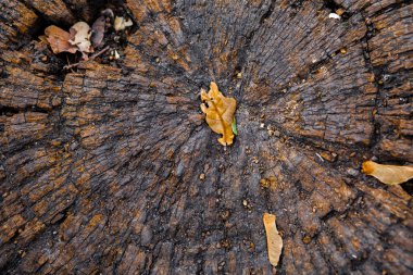 Ağaç kütüğünde sarı bir yaprak. Sonbahar mevsimi konsepti