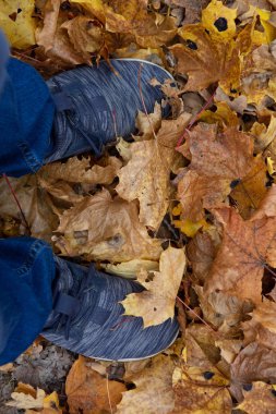 Kuru sonbahar sarı yapraklarının üzerinde duran mavi kot ve ayakkabılar yeşil çimlerin ve yoncaların üzerinde, üst manzara. Doğada sonbahar zamanı akçaağaç yaprakları arasında yürümek