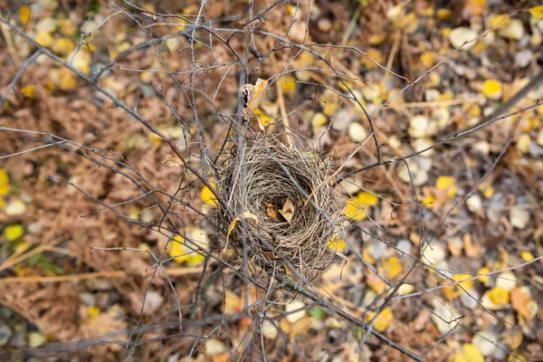 Vogelnest Herbstlichen Wald — Stockfoto