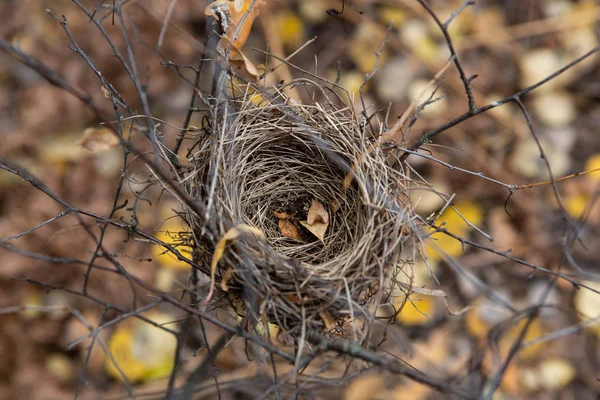 秋の森の鳥の巣 — ストック写真