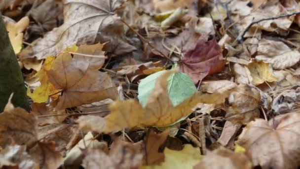Vinden Rör Ett Fallen Löv Som Ligger Marken Täckt Med — Stockvideo