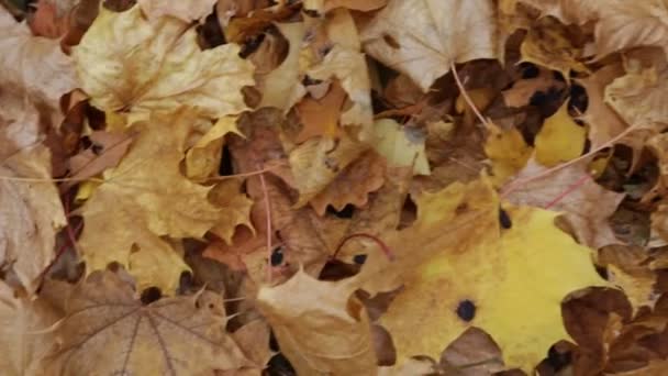 Wind Stirs Fallen Leaf Lying Ground Covered Yellow Leaves — Stock Video