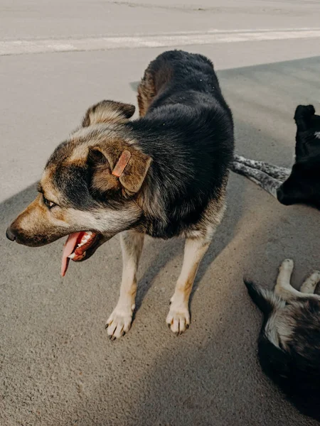 a stray dog with a chip on its ear