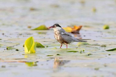 Bıyıklı sumru suda yaşayan bir bitki yaprak balık gagası çıkıntılı bir kuyruk üzerinde duruyor. Çok büyük bir av olduğunu