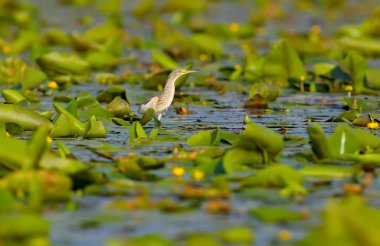 Squacco Heron yeşil bir göl Reed duruyor