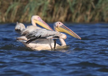 Bir beyaz Pelikan, yumuşak sabah ışık mavi su almak.
