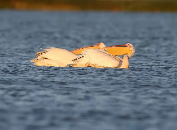 Två Vita Pelikaner Ligga Vattnet Det Mjuka Morgonljuset — Stockfoto