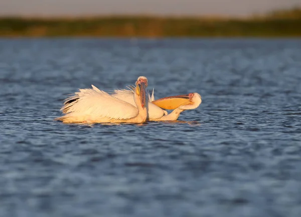 Zwei Weiße Pelikane Liegen Sanften Morgenlicht Auf Dem Wasser — Stockfoto