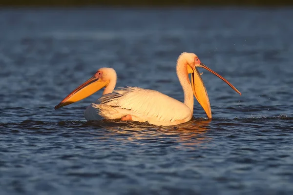 Ungewöhnliches Foto Von Weißem Pelikan Mit Weit Geöffnetem Schnabel Schwimmt — Stockfoto