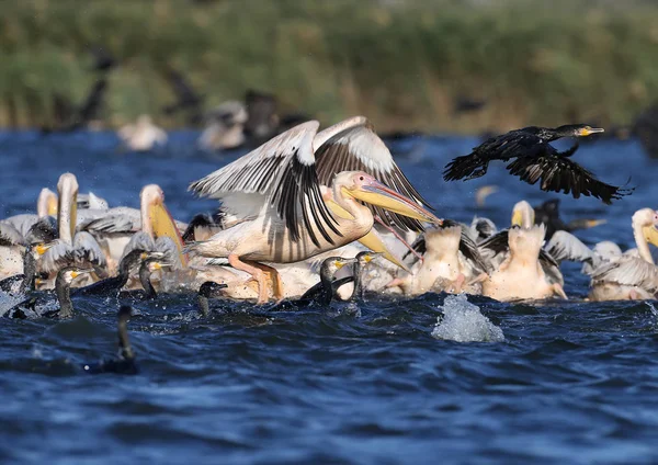 Pesca Conjunta Pelícanos Blancos Cormoranes Las Aguas Azules Del Danubio — Foto de Stock