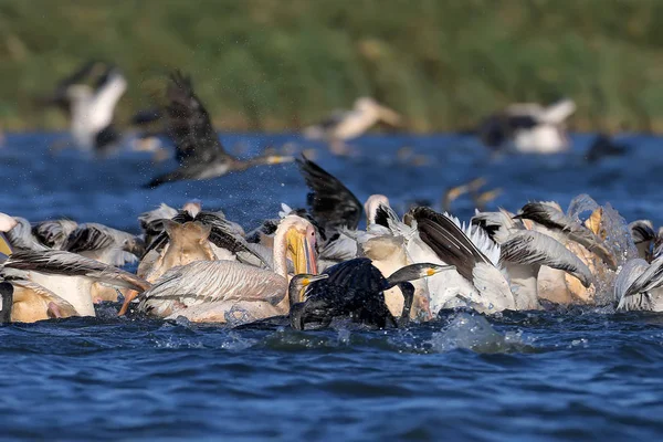 Una Gran Bandada Pelícanos Blancos Cormoranes Juntos Peces Agua Azul — Foto de Stock