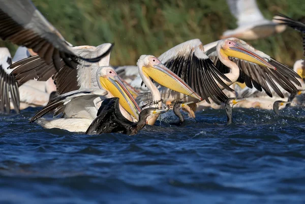 Una Gran Bandada Pelícanos Blancos Cormoranes Juntos Atrapando Peces Agua — Foto de Stock