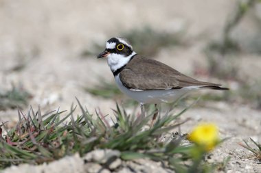Kum üzerinde duran üreme tüyleri küçük halkalı yağmurcun erkek yakın