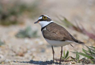 Kum üzerinde duran üreme tüyleri küçük halkalı yağmurcun erkek yakın
