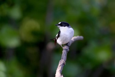 Bir erkek yakalı sinekkapan yakın çekim portre (Ficedula albicollis) bulanık bir arka plan karşı bir dal üzerinde oturan. Kene kuşun gagasının altına çarptı