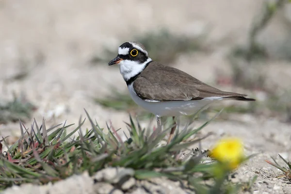 Kum üzerinde duran üreme tüyleri küçük halkalı yağmurcun erkek yakın