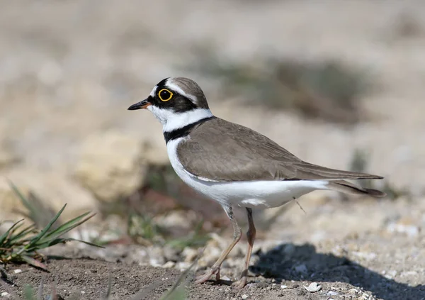 Kum üzerinde duran üreme tüyleri küçük halkalı yağmurcun erkek yakın