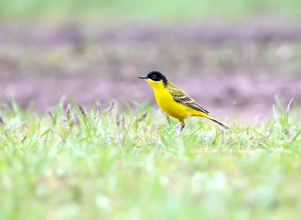 Homme Wagtail Tête Noire Assis Sur Herbe Assis Sur Herbe — Photo