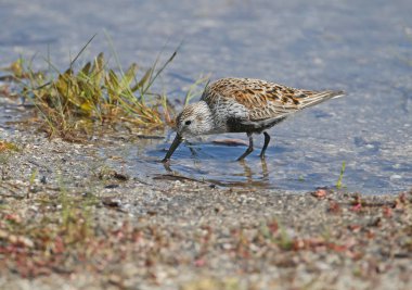 Haliç mavi suda dunlin yakın çekim fotoğraf beslenen