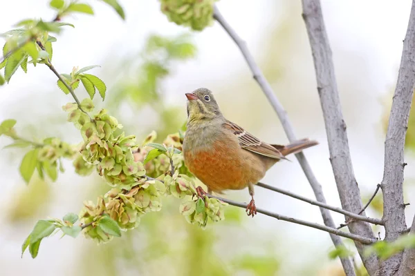 Bruant Ortolan Mâle Plumage Reproducteur Est Assis Sur Une Branche — Photo