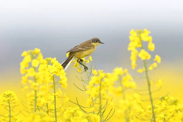 Différentes Wagtails Assis Sur Des Branches Colza Incroyablement Jaune Belles — Photo