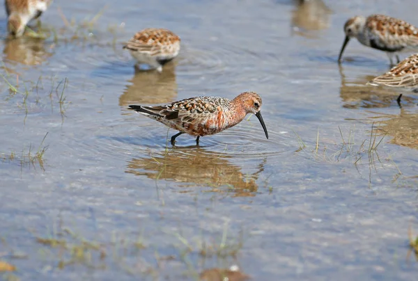 Curlew Sandpiper Calidris Ferruginea Close Portraits Birds Feed Shallow Water — Stock Photo, Image