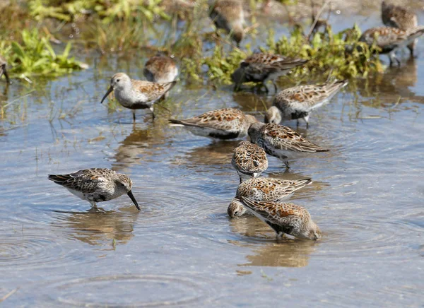 Bir Grup Dunlin Haliçteki Mavi Suda Sığ Sularda Beslenir — Stok fotoğraf