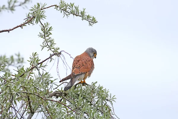 Kestrel Senta Uma Copa Árvore Olha Para Presa Foto Perspectiva — Fotografia de Stock