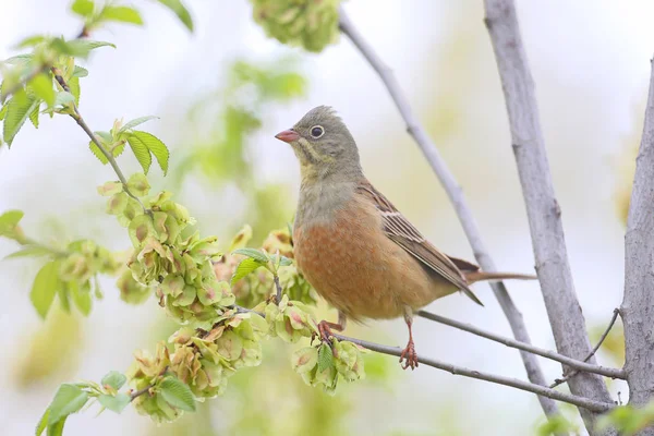 Bruant Ortolan Mâle Plumage Reproducteur Est Assis Sur Une Branche — Photo