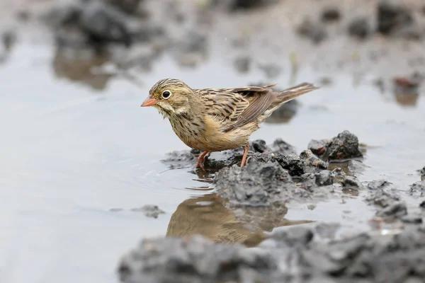 Male Female Ortolan Bunting Swimming Puddle Road Drying Feathers Funny — Stock Photo, Image