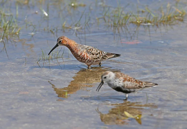 Curlew Sandpiper Calidris Ferruginea Close Portraits Birds Feed Shallow Water — Stock Photo, Image