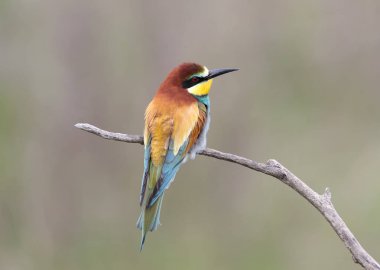 Bulanık ve güzel bir arka plan üzerinde çekilen Avrupalı arı yiyicilerin parlak ve doygun renk portreleri.